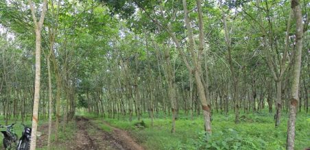 Lokasi Rencana Pembangunan Sirkuit di Pekutatan